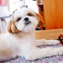 꼬마애견샵 이미지