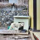 백구파출소 이미지