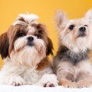 라이코 바이탈 코리아 이미지