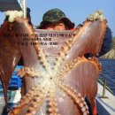 서진낚시 이미지