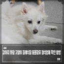강아지탐험대동물미용업 | 강아지 화장 장례식장 고양이 장례 반려동물장례 동물장묘업체 정식업체 확인 방법