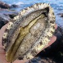 동해참전복 이미지