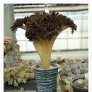 해금강농장 이미지