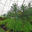 고성공룡나라(대전) 이미지