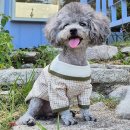 댄디애견 이미지