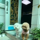 명순이밥상 | 거꾸로 가는 9월 일상 / 에트글라스 , 추석연휴, 플라워레슨, 반헤이브, 전대 수평선카페 , 실바니안...
