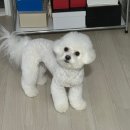 하이슈슈 이미지