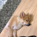 Just Grooming 이미지