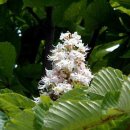 마로니에시근린공원 이미지