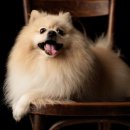 웃는 강아지 이미지