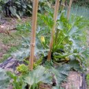 여리농장 이미지