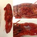 미국가재 (Procambarus clarkii)의 white syndrome virus(WSSV) 이미지