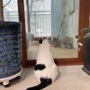 (주)가나이십사시동물병원 이미지