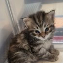 범과같이 이미지