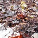 문어다리여덟개 이미지