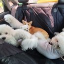 포롱도그 이미지