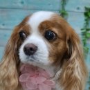 쭈스타일 이미지