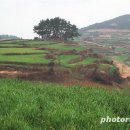 청산도봄 이미지