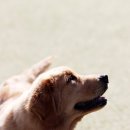 CHERISH GOLDEN 이미지