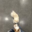 혼자두면 장판뜯어서 차린 개카페 이미지