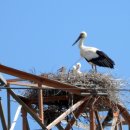 황새가족과 황새알 이미지