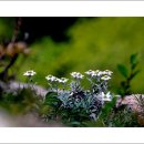 에델바이스 이미지