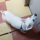 봄날동물의료센터 이미지