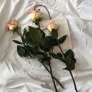 미엘요가