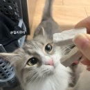 털보상회