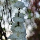 방아다리근린공원 | 서초 방아다리근린공원 말죽거리공원 개미 먹는 딱따구리 개미한테 공격당하는 딱따구리