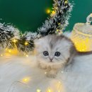 오독안심분양센터 강아지분양 고양이분양 시흥점 이미지