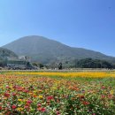 코스모스와 메밀가든 | 경남 하동 가볼 만한 곳, 코스모스 메밀꽃 축제 /코스모스 가든 솔직후기
