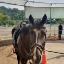 엘리트 승마스쿨 이미지