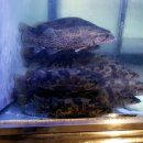 비원쏘가리 이미지