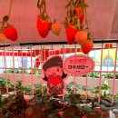 2025 논산딸기축제 리얼 후기! 아이와 함께 체험한 여미야미 부스, 진짜 꿀잼이었어요 🍓