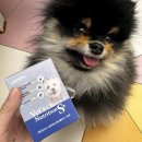 독플러스 | 강아지 피부 영양제 닥터독 베츠초이스 뉴트리션 피부 플러스 후기