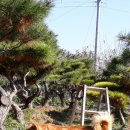 자담솔농원 이미지