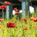 고잔소공원 이미지