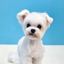 대형견 이발소 이미지