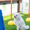 강릉댕댕이애견펜션블루 이미지