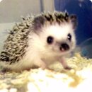 고돌이네 이미지