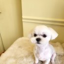 늘 예쁘개 이미지