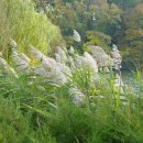 오크랜드 이미지