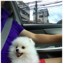 Bubble Dog 티스토리