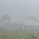 상하평화목장 이미지