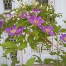 아이조아라 이미지