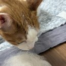 단풍이네 그루밍샵 | 12월 일상)_EP1. 금쪽이