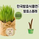 한국발효식품연구소발효스콜레