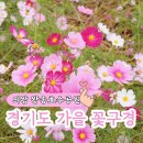 왕송황토보리밥 | 의왕 왕송호수공원 서울근교 경기도 가을 코스모스 핑크뮬리 꽃구경 위치 주차 및 후기