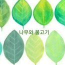 (주) 나무와 물고기 네이버블로그